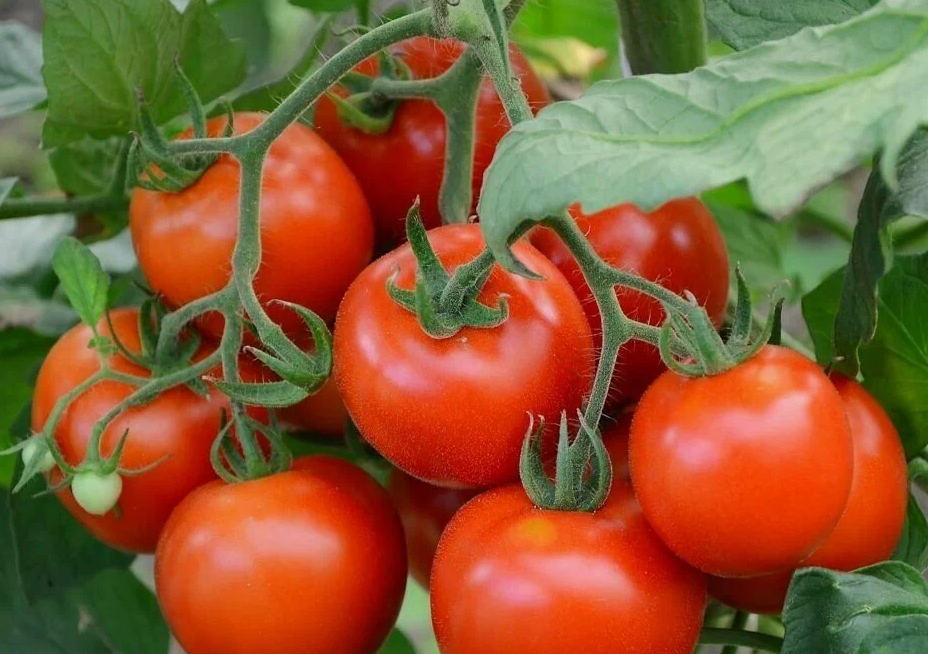 Как увеличить урожай помидоров: советы от деда Матвея