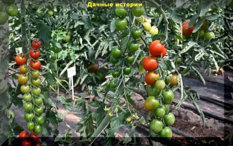 ����� �������, ������� �������� ������� �� ����� �������