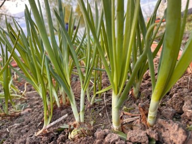 ��� �������� ������ ������ ����: ������� �������� ������� � �����