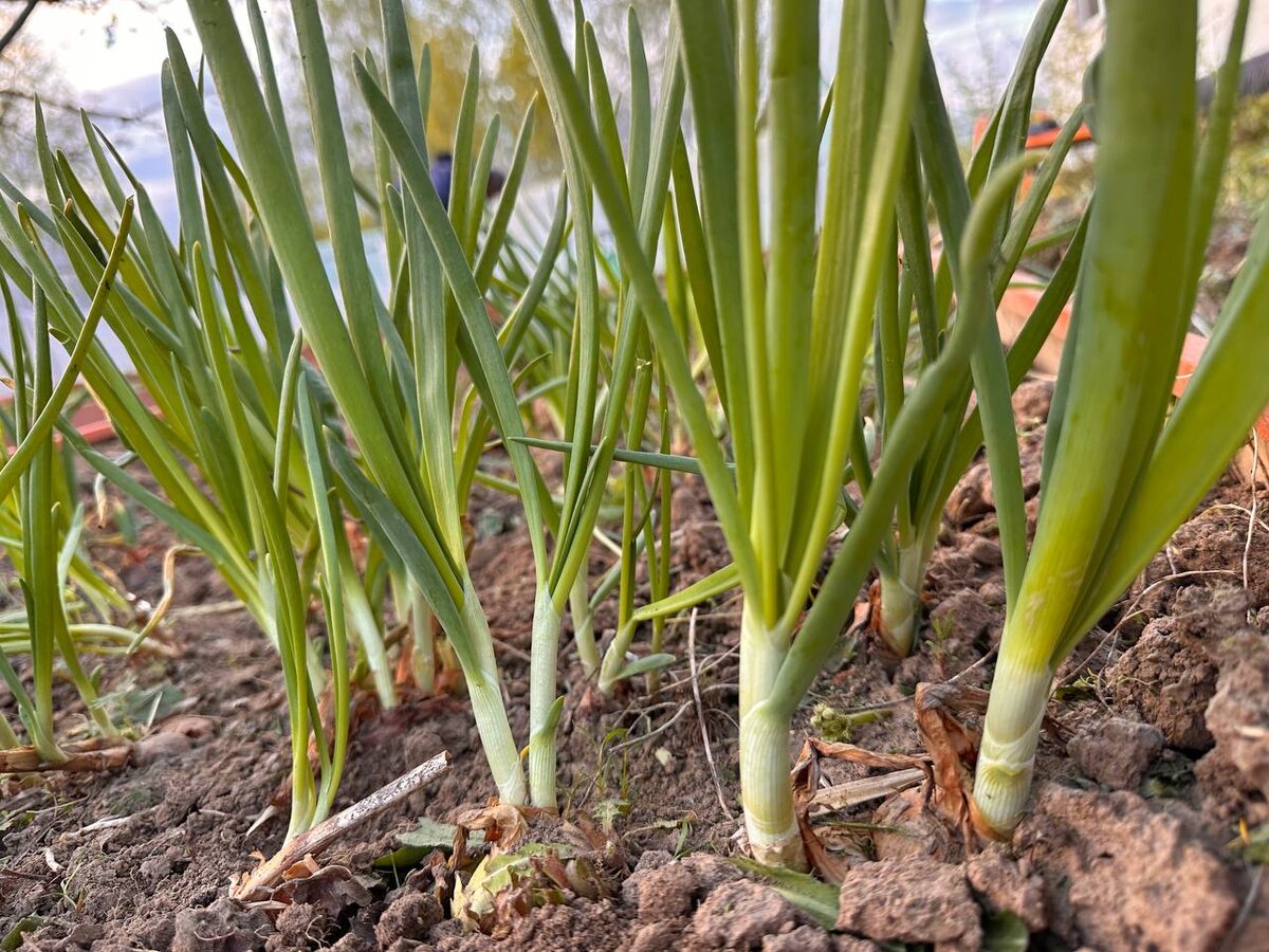 Как получить щедрый урожай лука: секреты успешной посадки и ухода