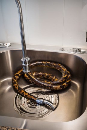 ���� ��� ������ ����: ����� � ������� �������������