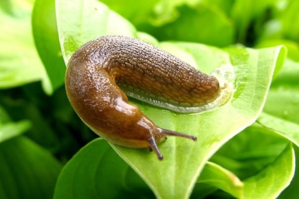 ����������� ������ ������ �� ����������: ������� � ����