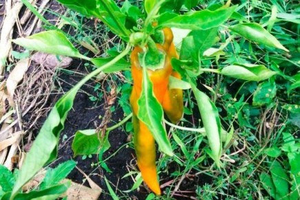 ����� ����� �����: ������� ��������� ����������� �� �������