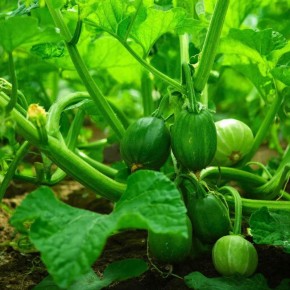 ����������� ������� �� ����: ����� ����� ����� ��������� ��������