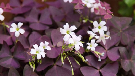 ��� ���������� ������� ������ � ��������: ������ �������� � ������� �������