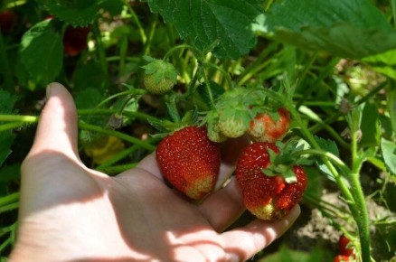 ������� ����������� �������� �� ����: 4 ����������� ������