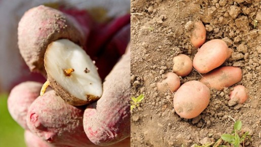 ������ �����������: ��� �������� ���� ������� ������ �� ����������