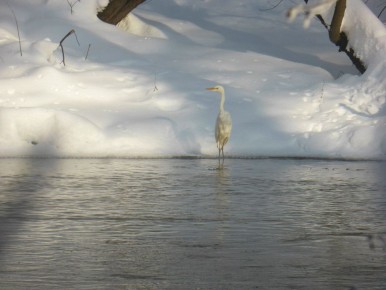 � ��������� ������� ����������� �������� ��������