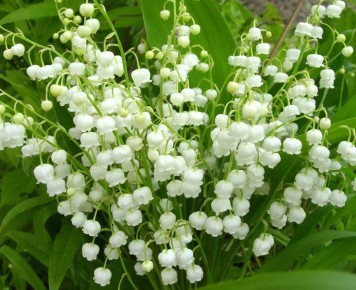 ��������-���������, ������� ����� �������� �� ������������ �������