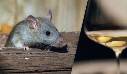 �������� ������ ������: ��� ������� �������� ���������� �������