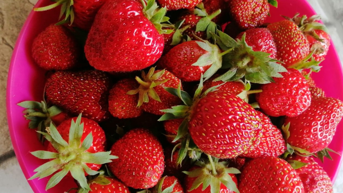 Секреты успешного урожая: как улучшить подкормку клубники для сочных ягод