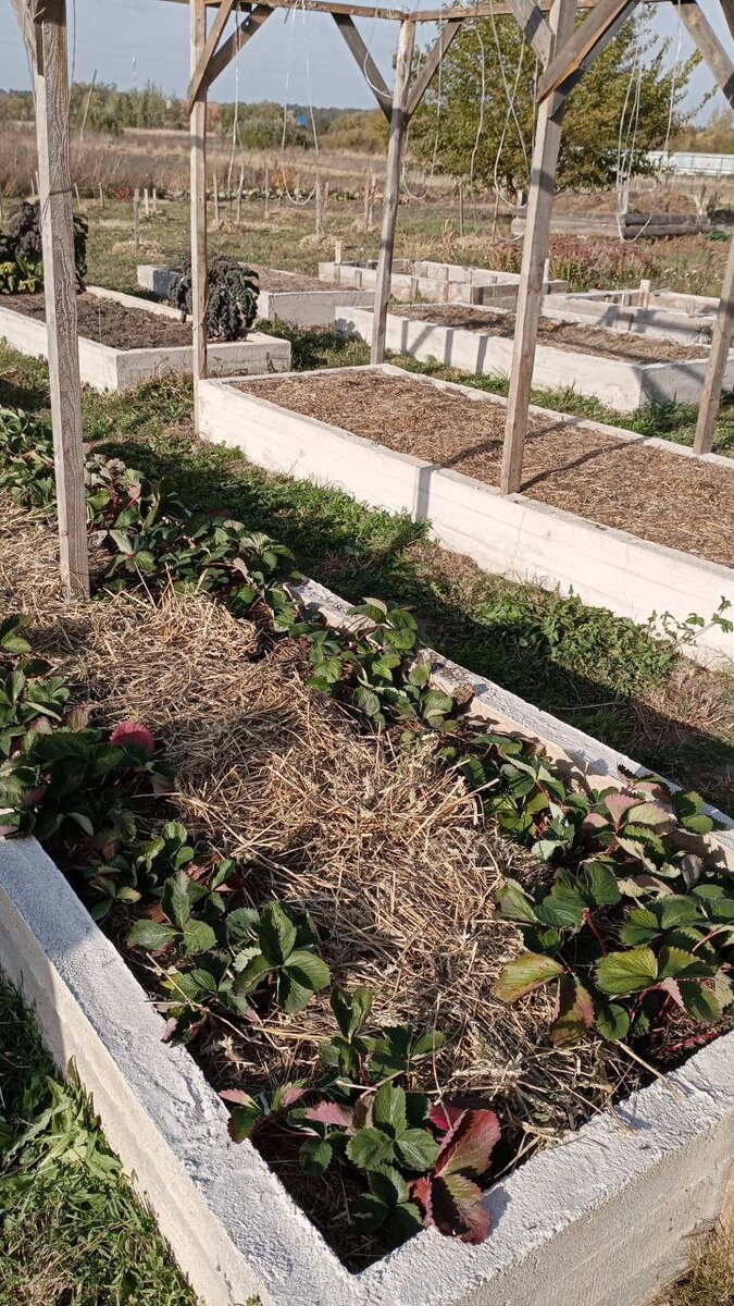 Грядки под защитой: как правильно использовать мульчу осенью