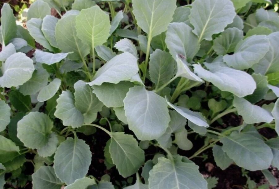 Как вырастить здоровую рассаду капусты: секреты успеха