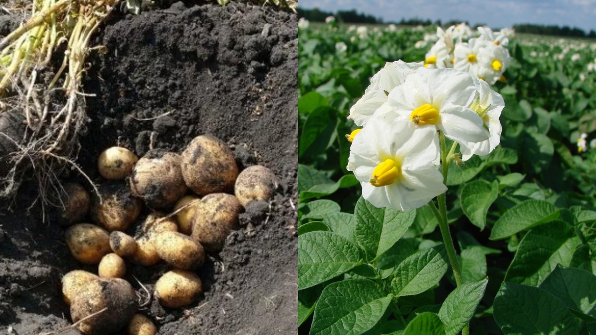 Как увеличить урожай картофеля на 50%: секреты латвийских фермеров