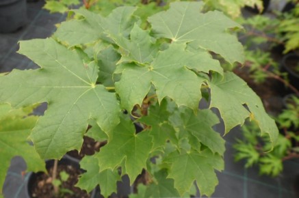 Декоративные клены: как выбрать идеальный сорт для вашего сада