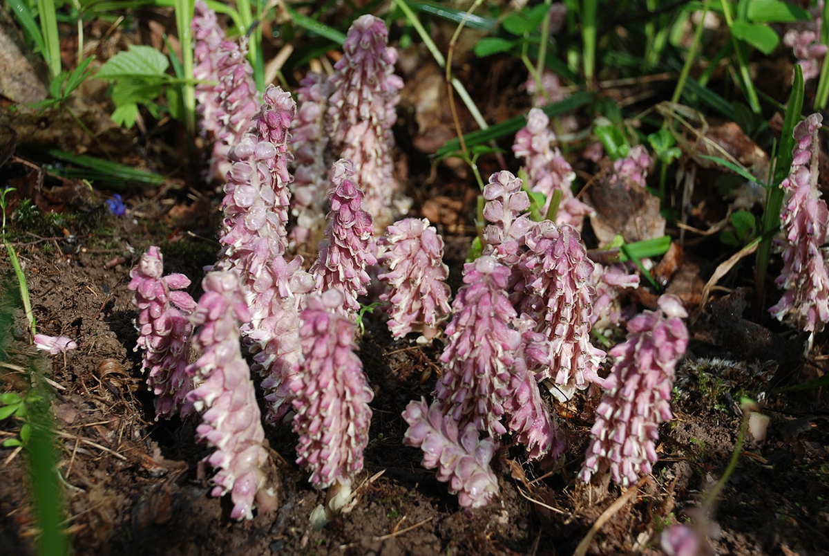 Петров крест: скрытый паразит, о котором вы не знали
