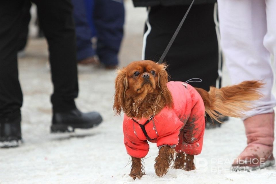 �������� ���������� ��������� ����� ��������