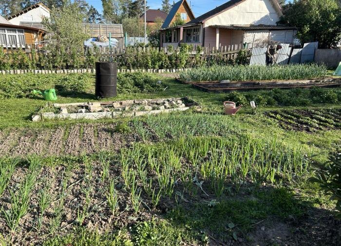 Август на даче: что посадить, чтобы вырастить второй урожай