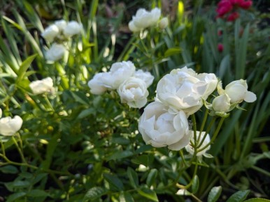 ����������� �������� ����: ��� ������ ��������� ������ �������� ���