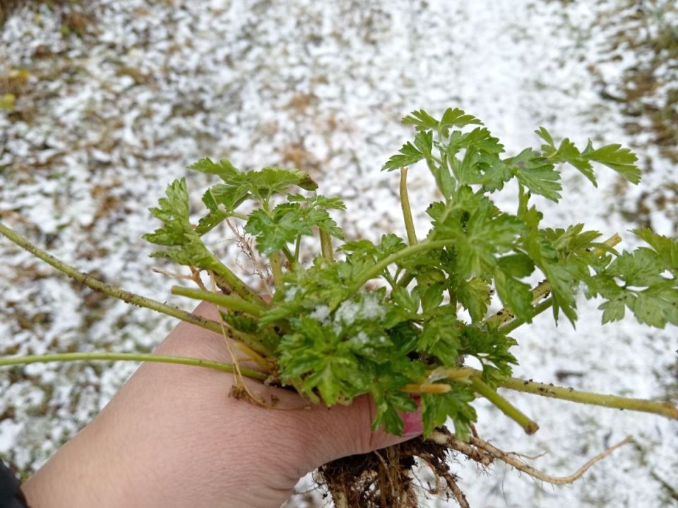 ��� ��������� ��������� �������� ���� �����: ������� �������� �����