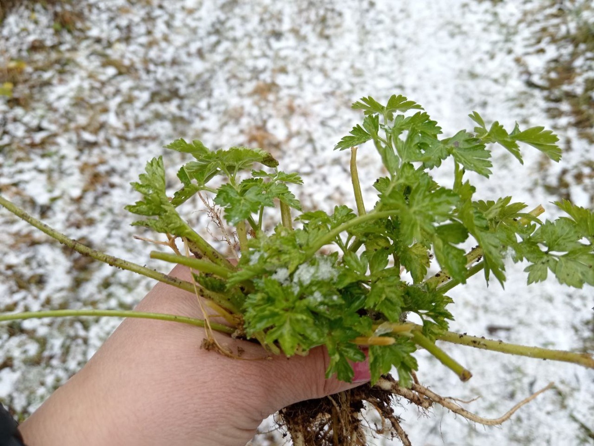 Как вырастить ароматную петрушку дома зимой: секреты простого ухода