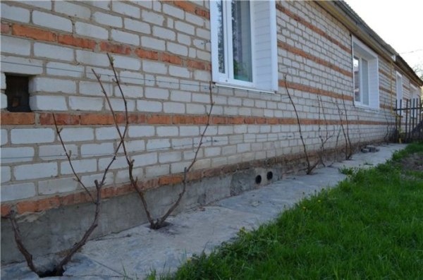 Виноград в Беларуси: Как вырастить изысканные сорта с любовью