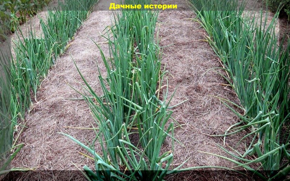 ��� ������ � �������� ����� ������������� ���� �����