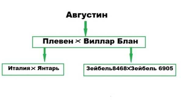 Виноград Августин: Все, что нужно знать о сладком сорте