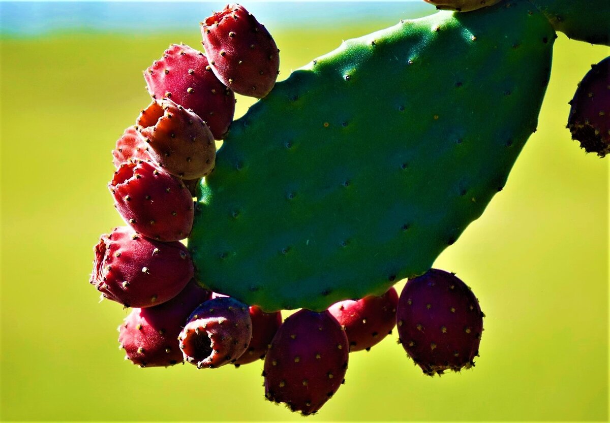 Кактус, который украсит вашу зиму и удивит вкусом