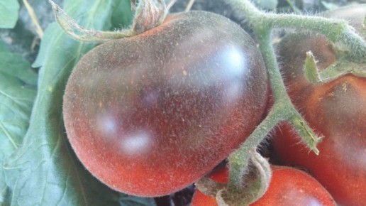 Мохнатые томаты: новинка или селекционная ошибка?