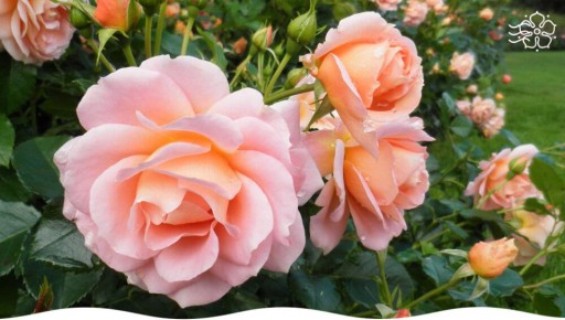 ��������� ��� ��������� ������ ���, ��������� �������� ������