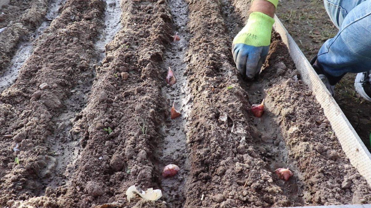 Как забытый метод дедушки может увеличить урожай чеснока в три раза