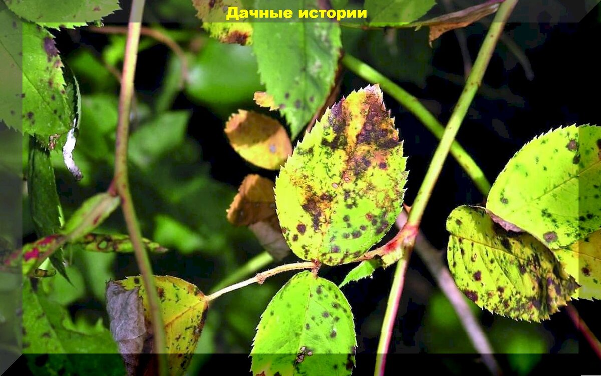 Сохнут листья на розах: как распознать и лечить песталоцию