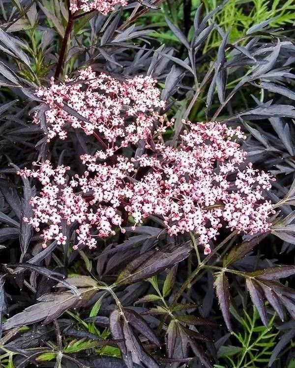 ����������� ����������, ������� ������� ��� ���