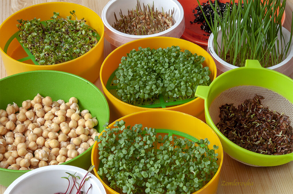 Микрозелень и проростки: как создать живую еду на подоконнике