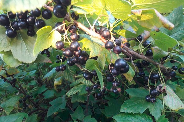 Смородина Лентяй: особенности и рекомендации по уходу