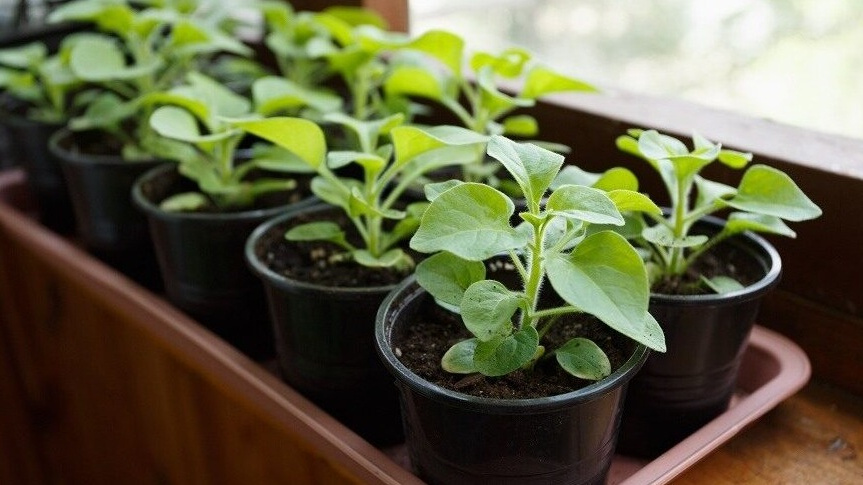 Когда правильно сеять петунию, чтобы раскрыть её красоту в мае