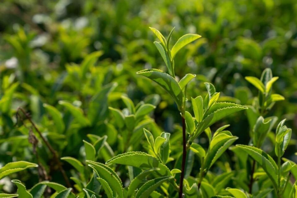 ����������� ����� �������� ���� ������ 100 �� ��� �� ��������� �����������