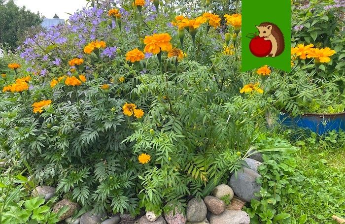 ��� ������������ �������� ������: ��� ������ ������ ��� ������ �������