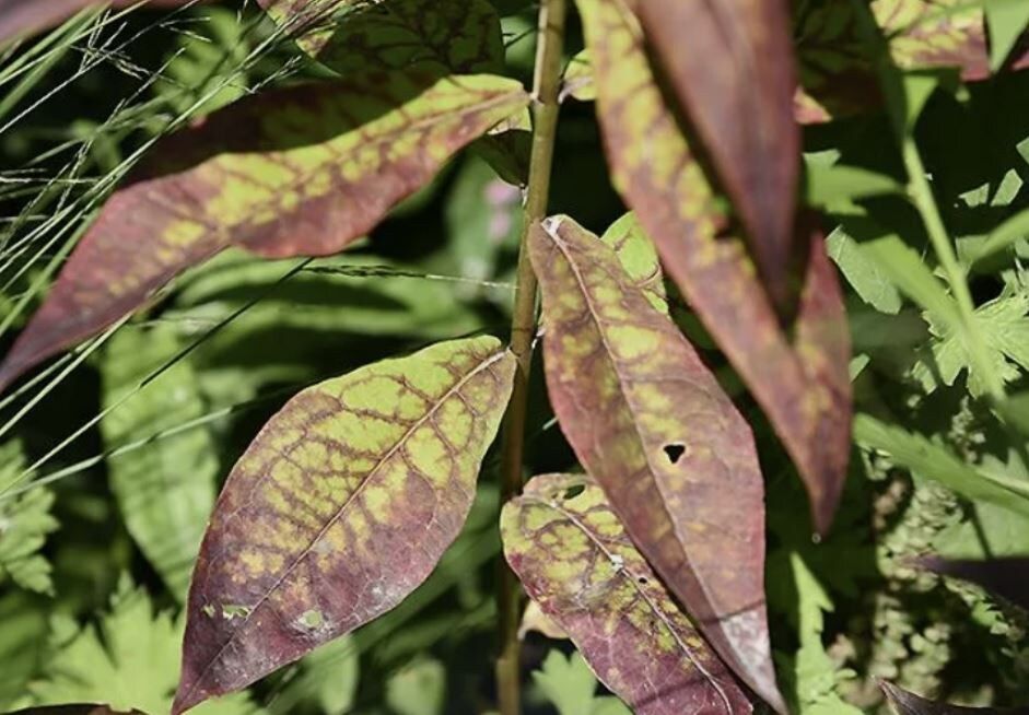 ������ ������ ��������: ������� ������� ��� ����� ��� ������������?