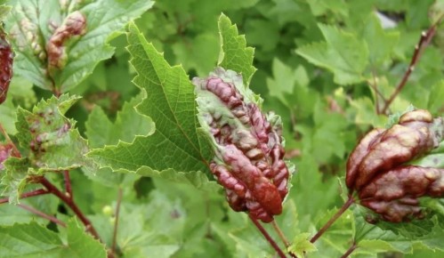 ��� ������������� ���������� ���������: ������� �������� ������ � �������