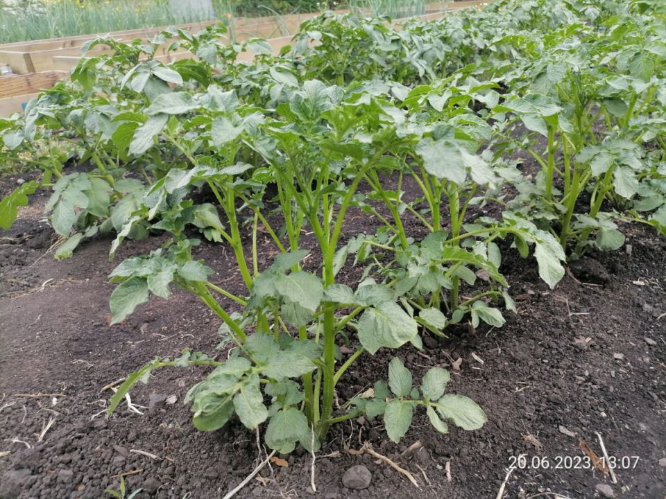 ��� �������� ��������� �� ���������: ����������� ������