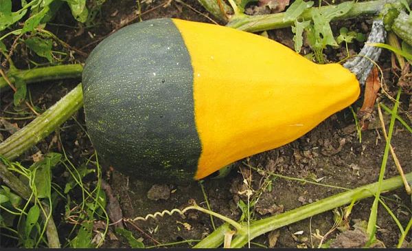 �������� ������������ �������� � �������: ��� �������� ����������� ������