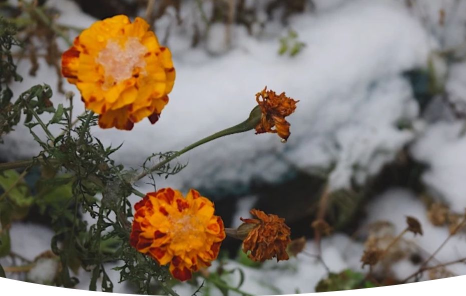 ������ ��������� ��� ���������: �������� ������ � 28 ������� �� 3 ������