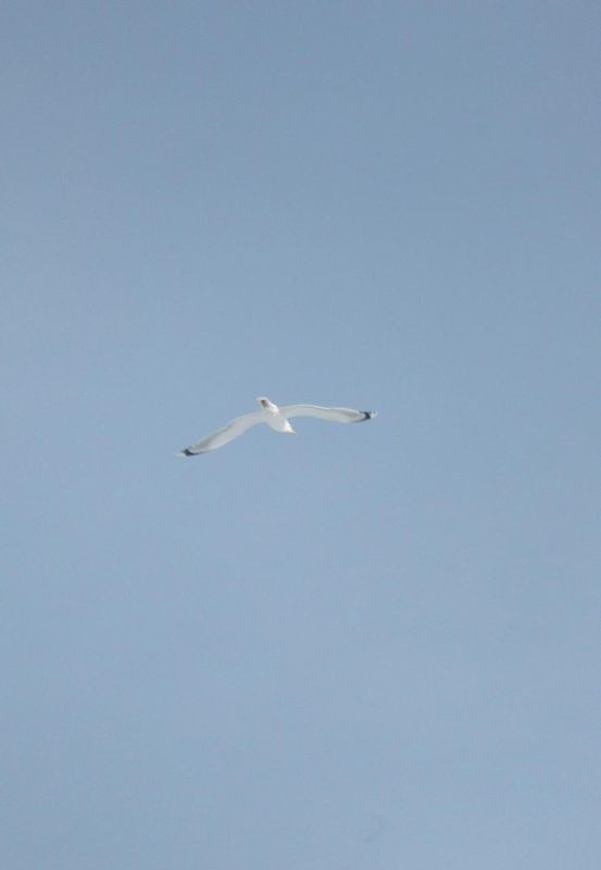 ������ ���� �������� � ������