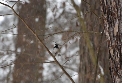 В Калужскую область придут сильные снегопады