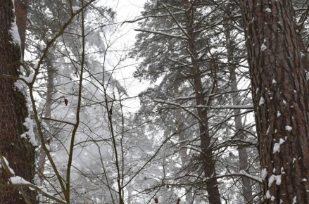 Начало короткой рабочей недели в Калужской области начнется с обильных снегопадов