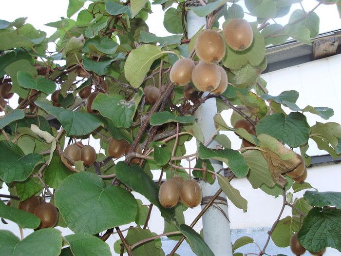 ��� ��������� ���� �� �������: ������������ �����������