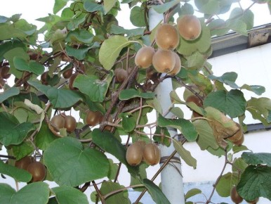 Как вырастить киви на балконе: практическое руководство