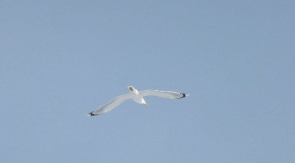 ��� ������� �������� ������ ��������� ����